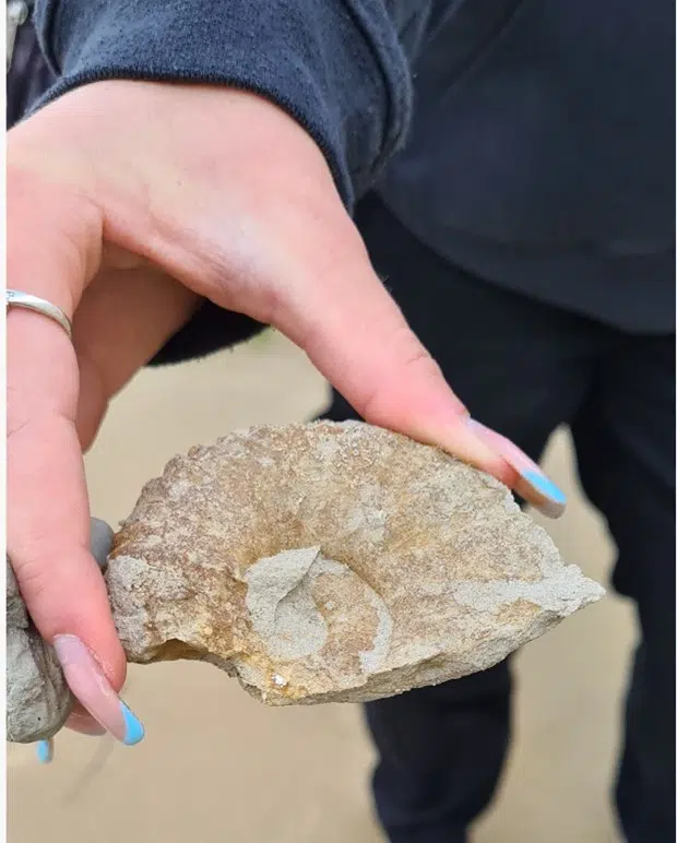 roche fossile géologie